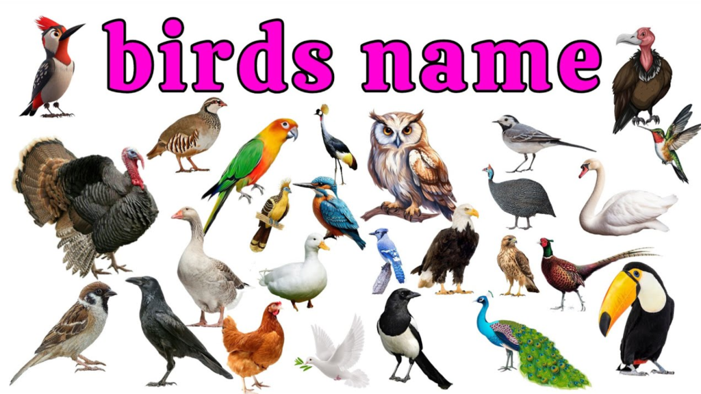 Birds Name and Picture 