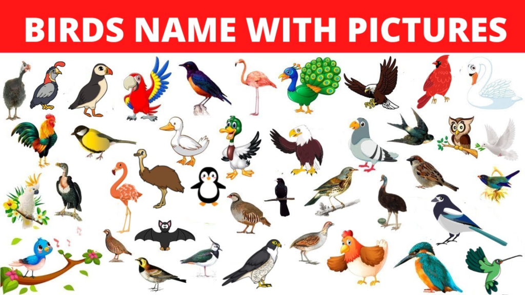 Birds Name and Picture