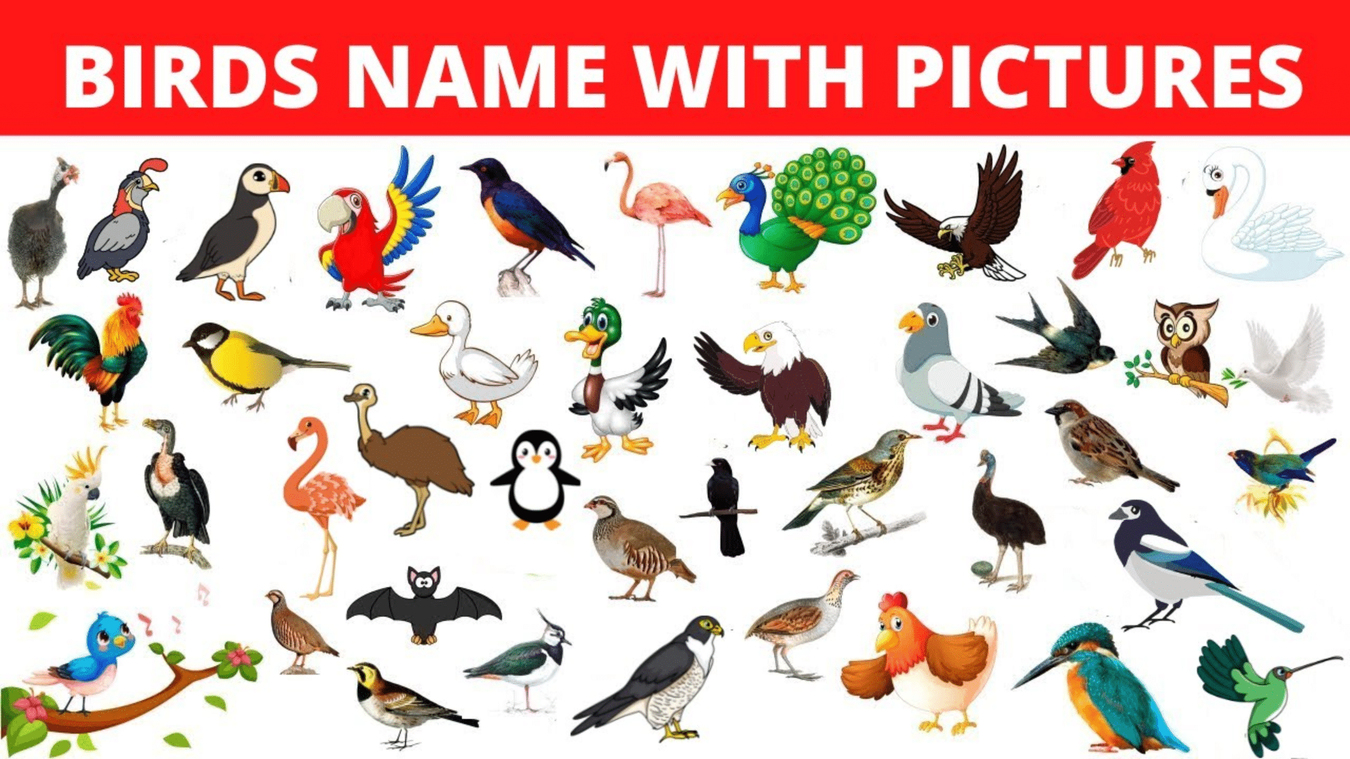 Birds Name and Picture
