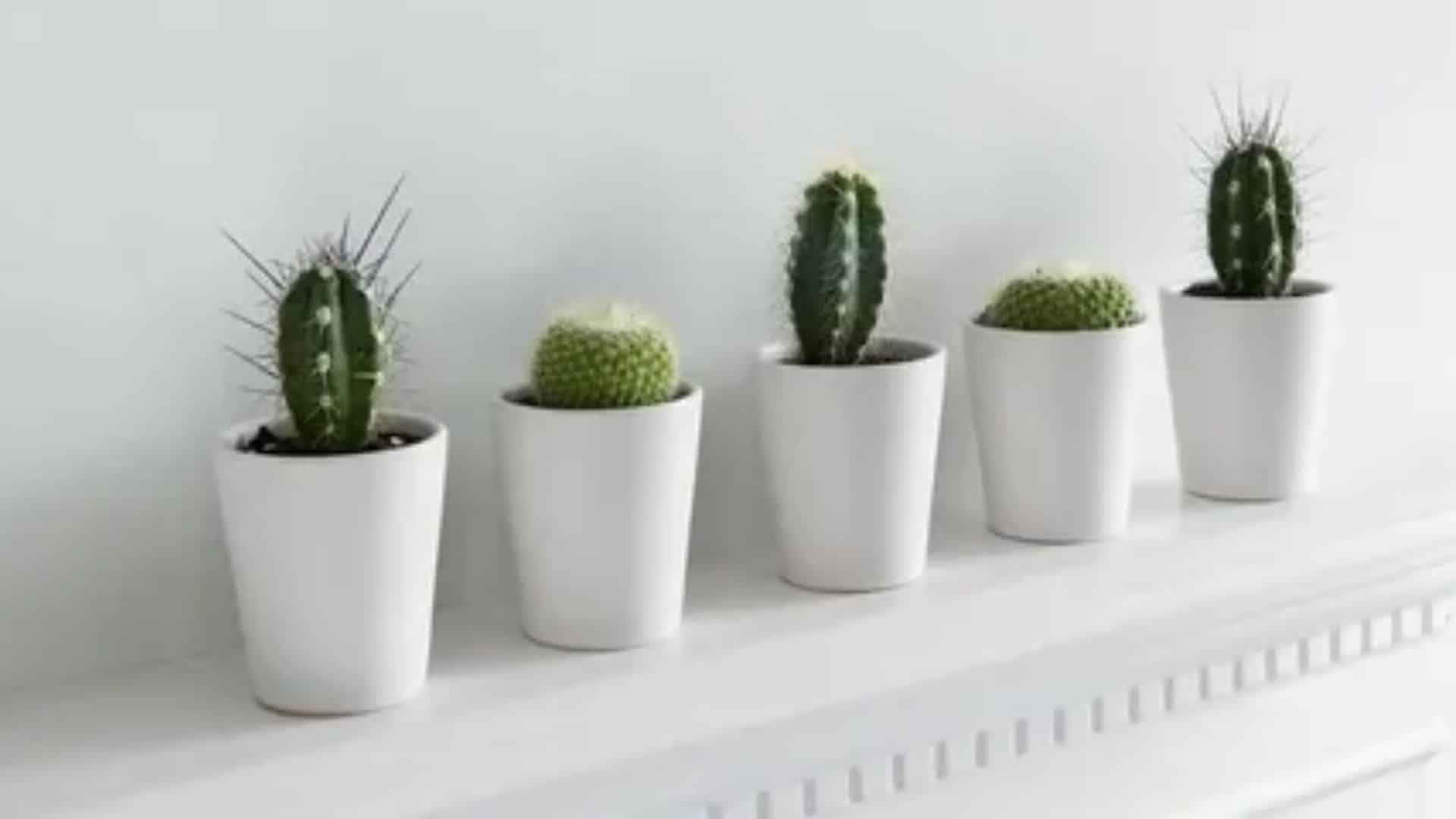 50 Indoor Cactus Types with Pictures