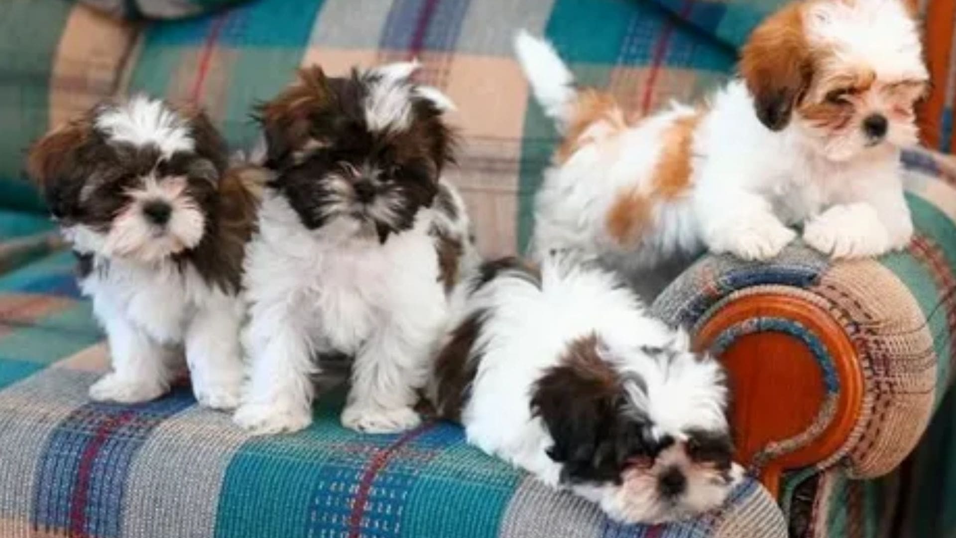 15 Shih Tzu Types with Pictures