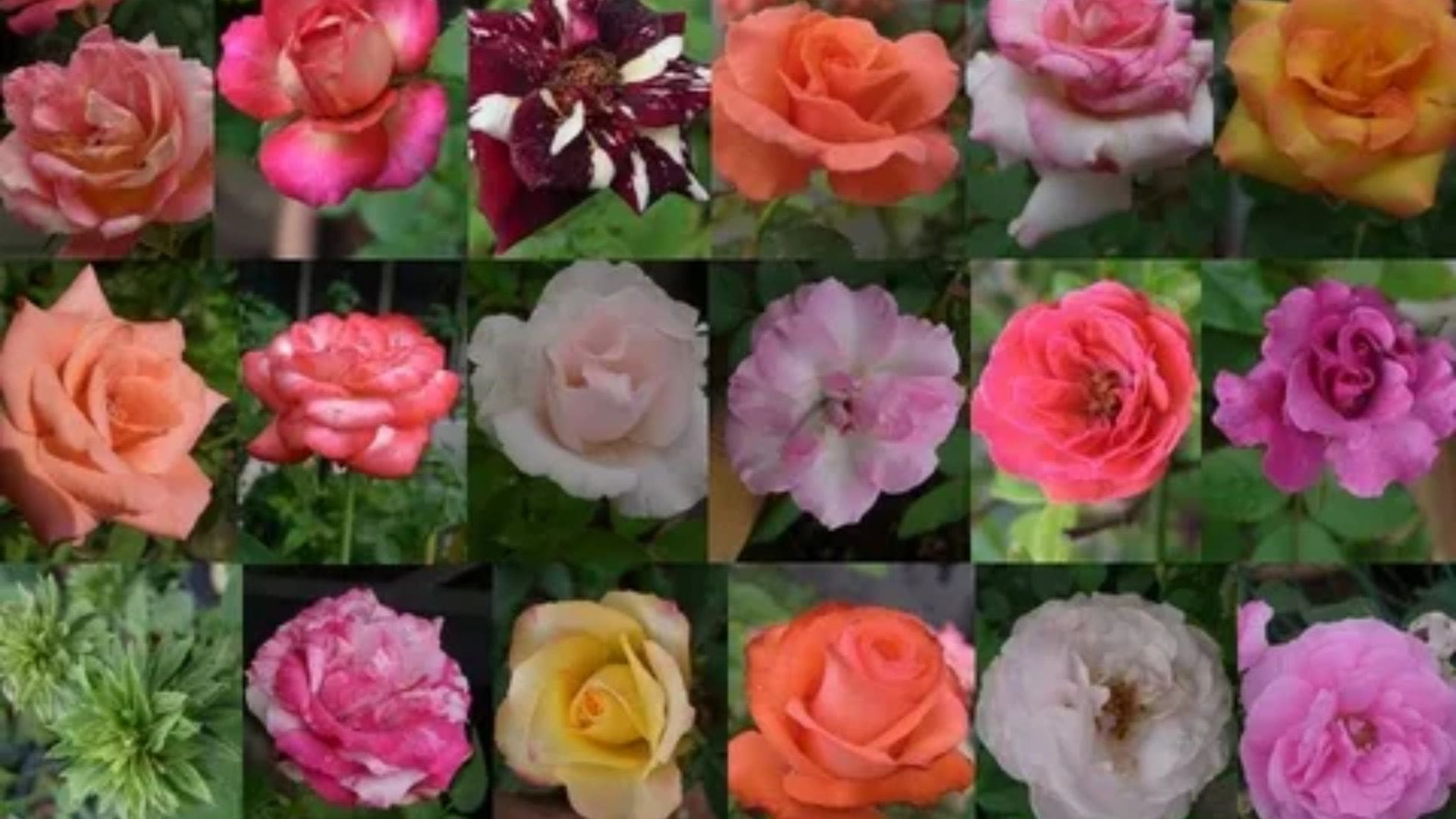20 Different Types of Roses with Names and Pictures