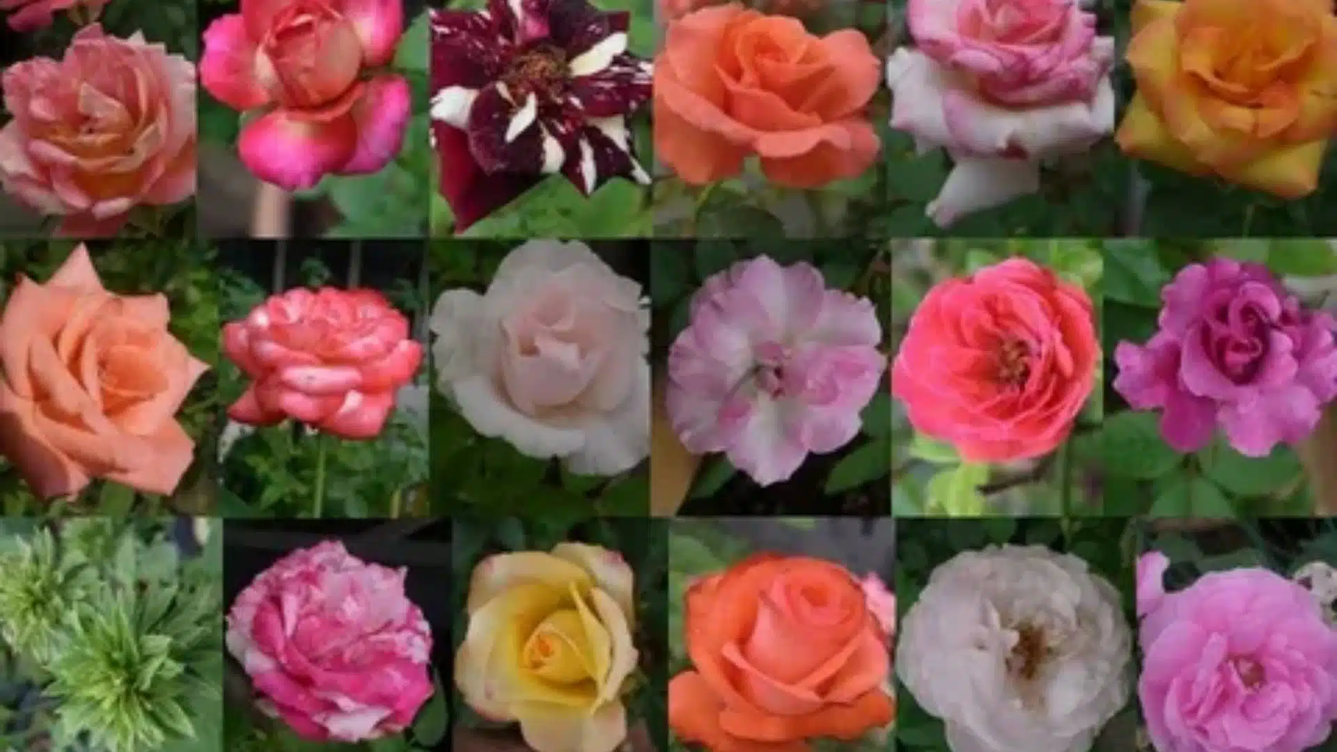 20 Different Types of Roses with Names and Pictures