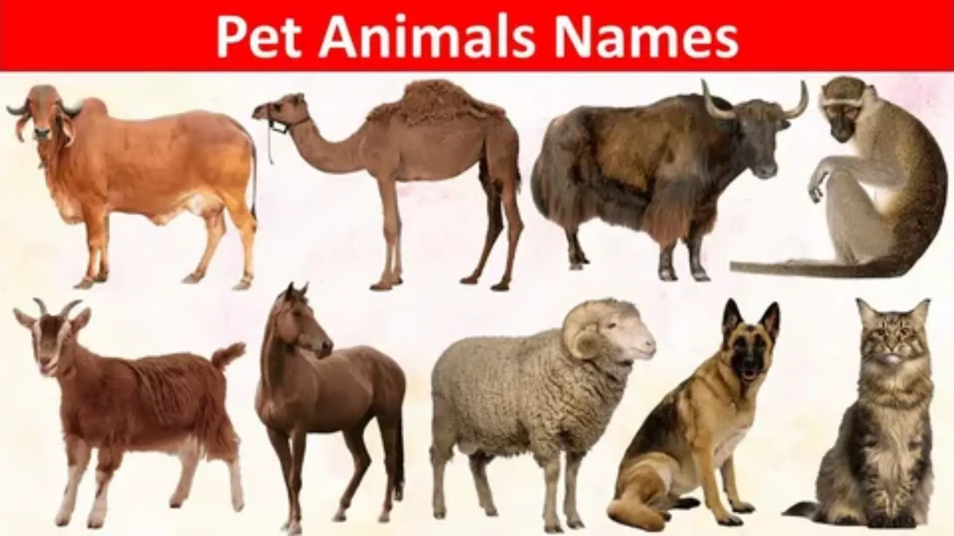 30 Pet Animals Name