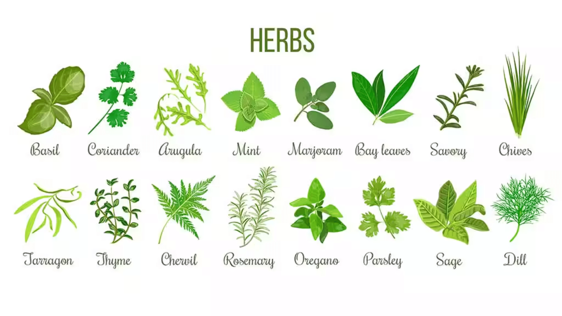 30 Herb Plants Names with Pictures