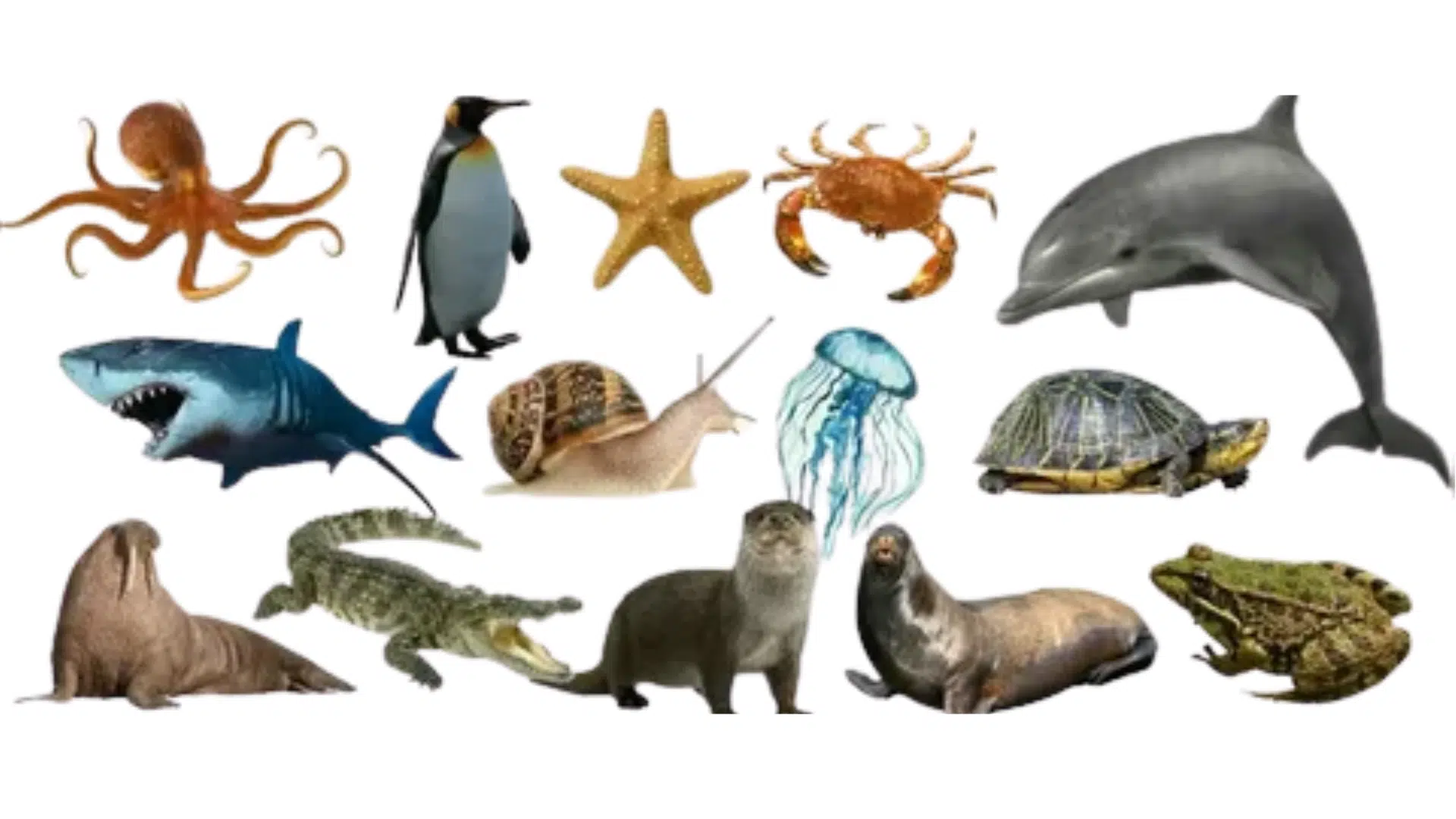 300 Sea Water Animals List