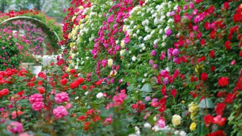 100 Types of Flowers
