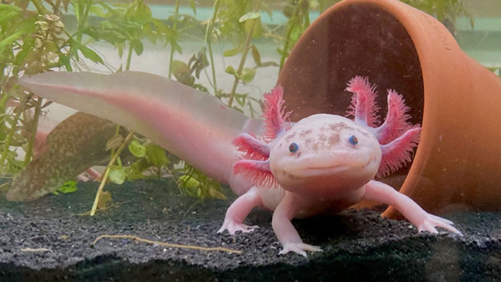 Names for Axolotls